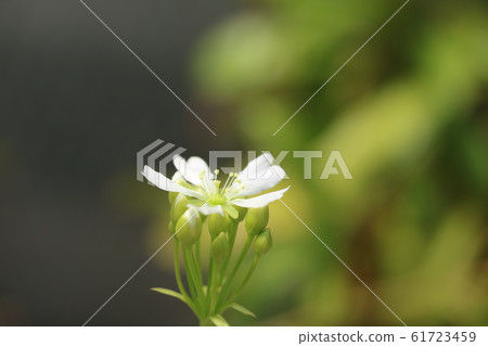 Jumping Ridge (fly catching) flower 61723459