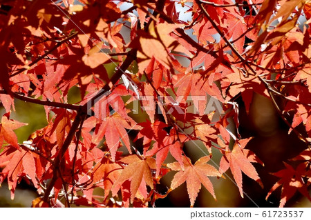 Autumn maple leaves that become Mitaka Nakahara 61723537