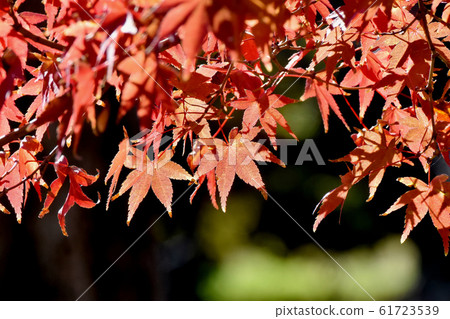 Autumn maple leaves that become Mitaka Nakahara 61723539