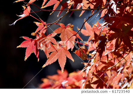 Autumn maple leaves that become Mitaka Nakahara 61723540