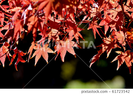 Autumn maple leaves that become Mitaka Nakahara 61723542