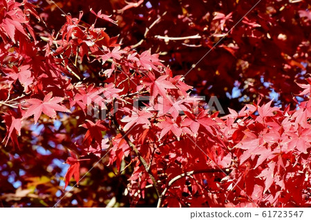Autumn maple leaves that become Mitaka Nakahara Autumn maple leaves that become Mitaka Nakahara 61723547