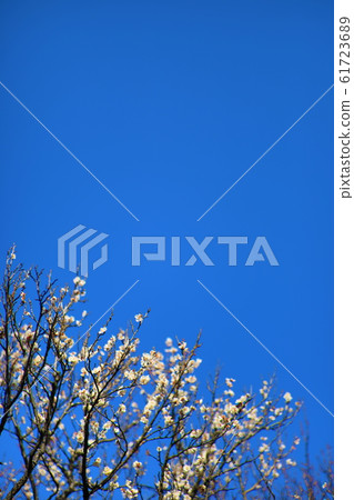 藍天李子森林 61723689