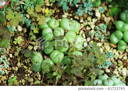 Succulent plant Konofitsum Succulent plant Konofitsum 61723745