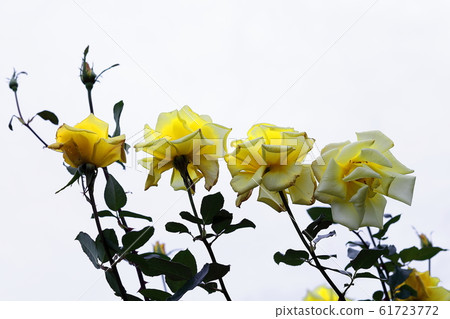Yellow rose Yellow rose 61723772