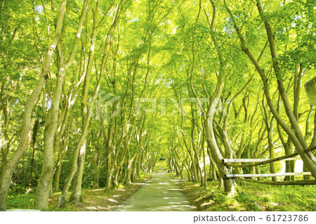 Kawachi Fujien, a tree-lined path with fresh greenery 61723786
