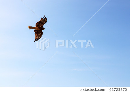 Komibi flies over the sky 61723870