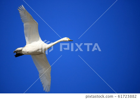 A swan flying in the blue sky 61723882