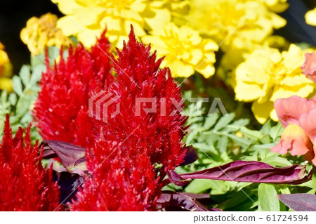 Red celosia flower blooming in Mitaka Nakahara Red celosia flower blooming in Mitaka Nakahara 61724594