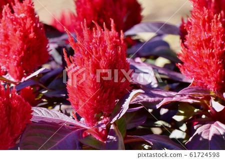 開花在三鷹中原的紅色雞冠花花 開花在三鷹中原的紅色雞冠花花 61724598