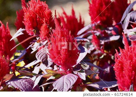 開花在三鷹中原的紅色雞冠花花 開花在三鷹中原的紅色雞冠花花 61724614