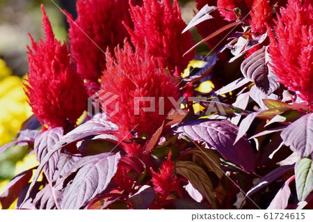 開花在三鷹中原的紅色雞冠花花 61724615