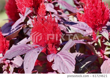 Red celosia flower blooming in Mitaka Nakahara Red celosia flower blooming in Mitaka Nakahara 61724621