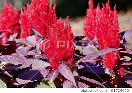 開花在三鷹中原的紅色雞冠花花 61724650