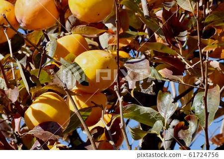 橙色牡蠣果實將成為三鷹中原 橙色牡蠣果實將成為三鷹中原 61724756