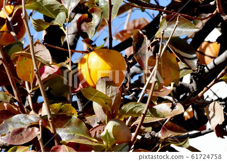 橙色牡蠣果實將成為三鷹中原 橙色牡蠣果實將成為三鷹中原 61724758