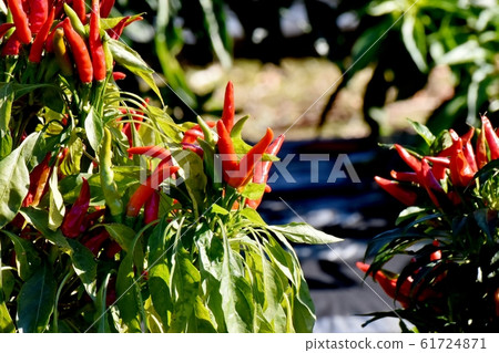 成為中原三鷹的紅辣椒果實 成為中原三鷹的紅辣椒果實 61724871