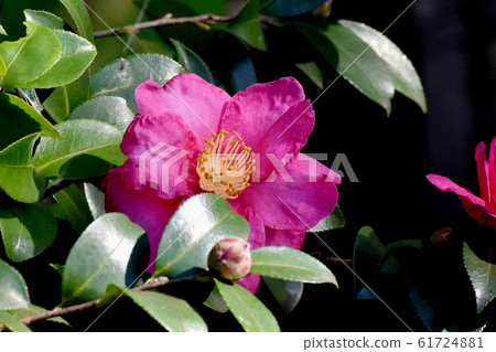 開花在三鷹中原的桃紅色甲蟲花 61724881
