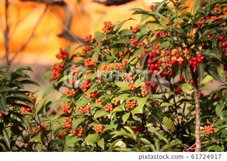 Senryo Manryo Senryo Manryo 61724917