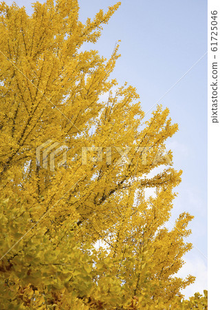 Ginkgo biloba 61725046