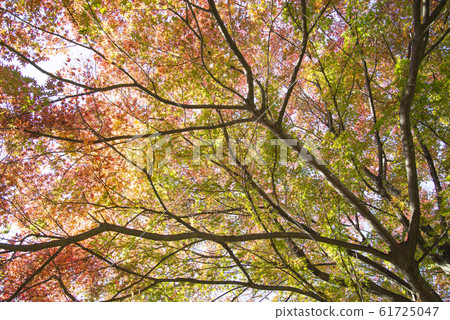 Autumn leaves 61725047