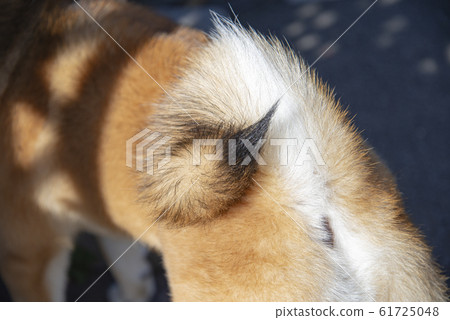 Shiba Inu 61725048