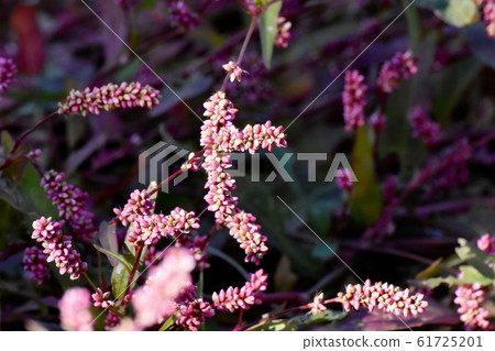 Red-purple Indigo (Akamanma) blooming in Mitaka Nakahara Red-purple Indigo (Akamanma) blooming in Mitaka Nakahara 61725201