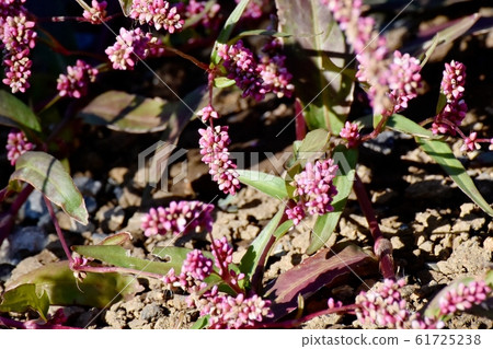 Red-purple Indigo (Akamanma) blooming in Mitaka Nakahara 61725238