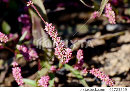 Red-purple Indigo (Akamanma) blooming in Mitaka Nakahara 61725239