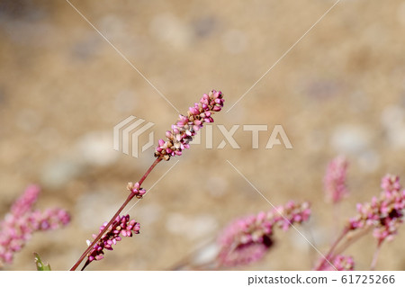 在三鷹中原盛開的紅紫色靛藍(赤man) 在三鷹中原盛開的紅紫色靛藍(赤man) 61725266