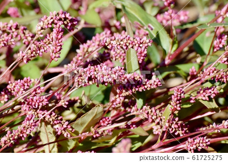 Red-purple Indigo (Akamanma) blooming in Mitaka Nakahara 61725275
