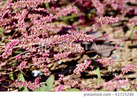 在三鷹中原盛開的紅紫色靛藍(赤man) 在三鷹中原盛開的紅紫色靛藍(赤man) 61725280