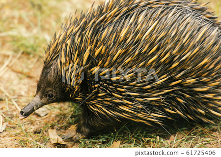Echidna 61725406