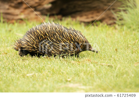 Echidna 61725409