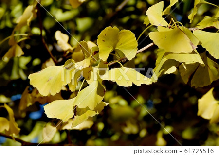 在三鷹中原市變黃的銀杏葉 61725516