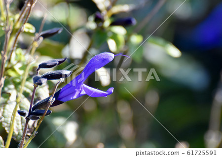 藍色三葉草Garanichika(草甸鼠尾草)花盛開在三鷹中原 藍色三葉草Garanichika(草甸鼠尾草)花盛開在三鷹中原 61725591