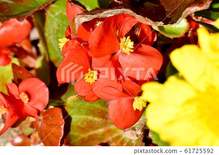 在三鷹中原盛開的紅色秋海棠花 在三鷹中原盛開的紅色秋海棠花 61725592