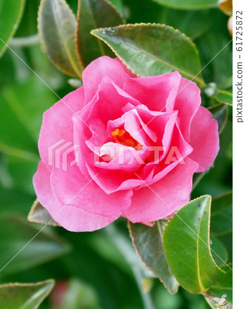 Beautiful sasanqua (sasanqua) (natural texture) Beautiful sasanqua (sasanqua) (natural texture) 61725872