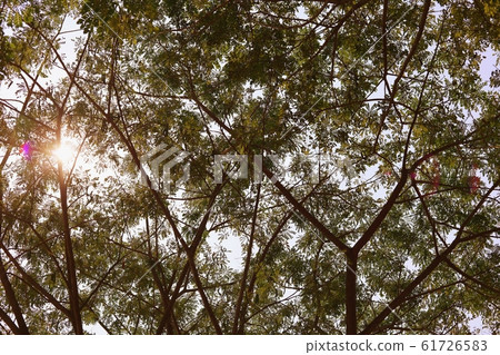 Natural green forest tree branches Natural green forest tree branches 61726583