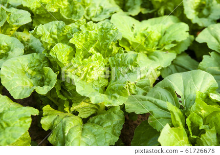 green lettuce plants on growth at field in summer 61726678