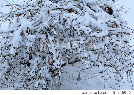 Snow crab buried in snow Tadami Town, Fukushima Prefecture Snow crab buried in snow Tadami Town, Fukushima Prefecture 61726960