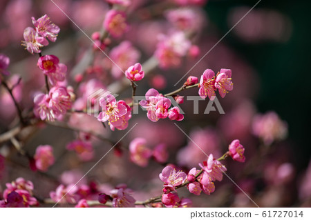 Red plum blossom in full bloom Red plum blossom in full bloom 61727014