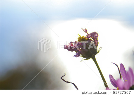Cosmos that withers beautifully Cosmos that withers beautifully 61727567