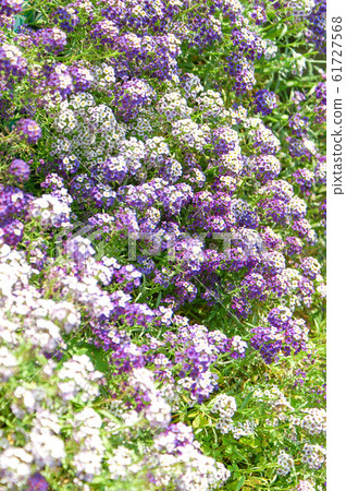 群白色和紫色的花朵 群白色和紫色的花朵 61727568
