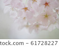櫻花盛開 61728227