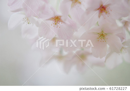 Cherry blossom Cherry blossom 61728227