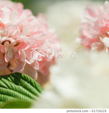 Pink hydrangea Pink hydrangea 61728228