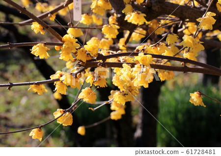 Lobai flower Lobai flower 61728481