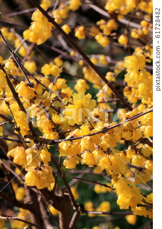 Lobai flower Lobai flower 61728482