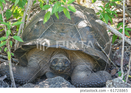 加拉帕戈斯巨龜 61728865